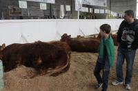 247 bovinos esto na Festa Nacional do Colono