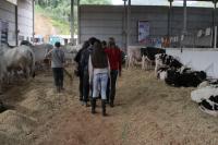 247 bovinos esto na Festa Nacional do Colono