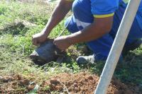 Compensao ambiental: 120 rvores sero plantadas na Praia Brava