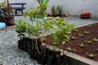 Pau-Brasil  plantado em escola de Itaja