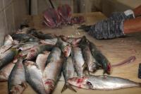 Pesca da sardinha j resulta em mais de 10 mil toneladas capturadas