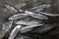 Pesca da sardinha j resulta em mais de 10 mil toneladas capturadas