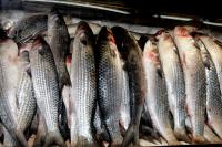 Pesquisa do Procon aponta pequena variao no preo do pescado
