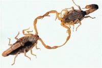 Zoonoses faz busca ativa de escorpies