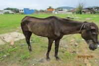 FAMAI atende denncia de maus tratos a cavalo no Cidade Nova