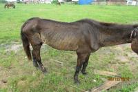 FAMAI atende denncia de maus tratos a cavalo no Cidade Nova