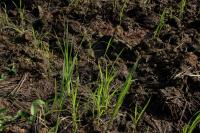 Seminrio de arroz irrigado acontece nesta sexta-feira