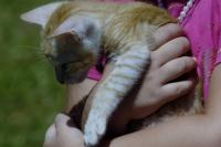 Municpio disponibilizar 500 castraes gratuitas na 1 Semana do Bem-Estar Animal