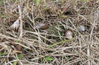 Zoonoses orienta comunidade sobre cuidados com caracol africano