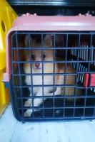 INIS participa do resgate de mais de 40 cachorros em situação de maus tratos