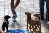 INIS promove campanhas em benefício de cães e gatos resgatados