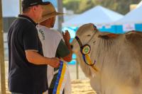 26 Expofeira apresenta mais de 500 animais na 37 Festa Nacional do Colono