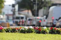 Canteiros de Itajaí vão receber mais de 100 mil mudas de flores