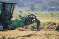 Itaja deve colher mais de 16 mil toneladas de arroz na safra 2022/2023