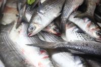 Procon de Itaja realiza pesquisa de preo dos pescados para a Semana Santa