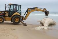 Municpio de Itaja retira baleia morta na Praia Brava
