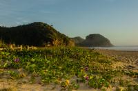 Municpio de Itaja monta estratgia para combater escorpies na Praia Brava