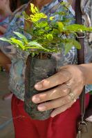Prefeitura realiza doao de mudas de rvores nativas na prxima semana